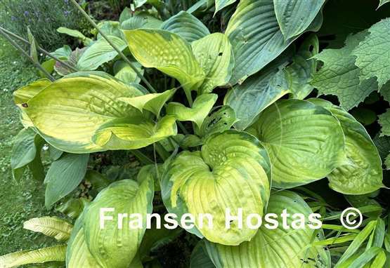 Hosta Sumsational